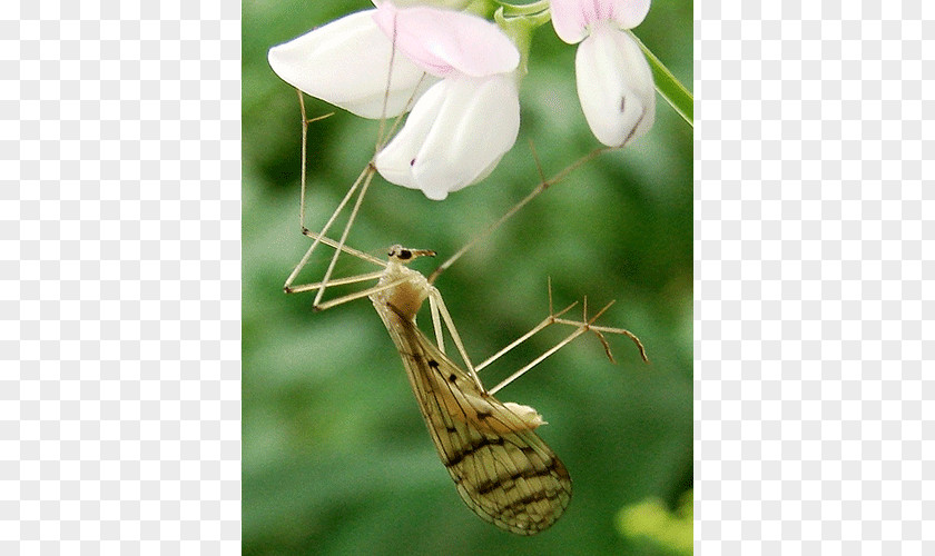 Insect Bittacus Strigosus Kimminsi Genus PNG