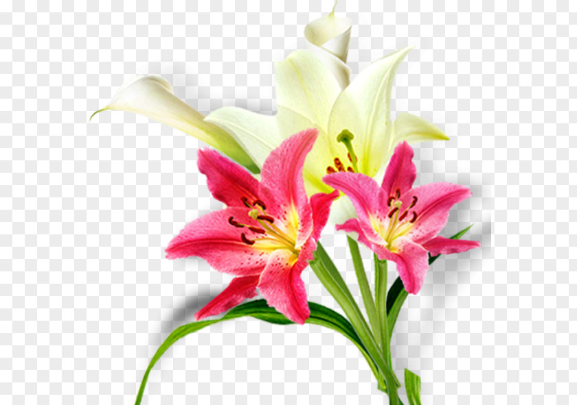 Lily Bouquet Floral Design Lilium Cut Flowers Flower Daylily PNG