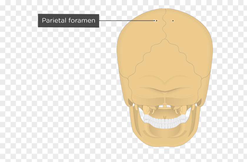 Skull Parietal Bone Eminence Occipital Anatomy PNG