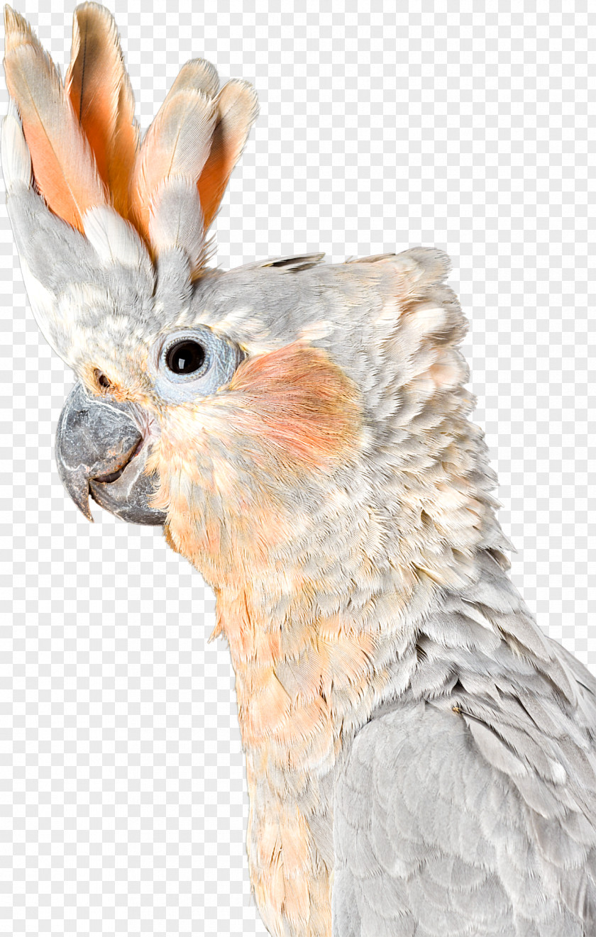 Feather Cockatoo Fauna Beak PNG