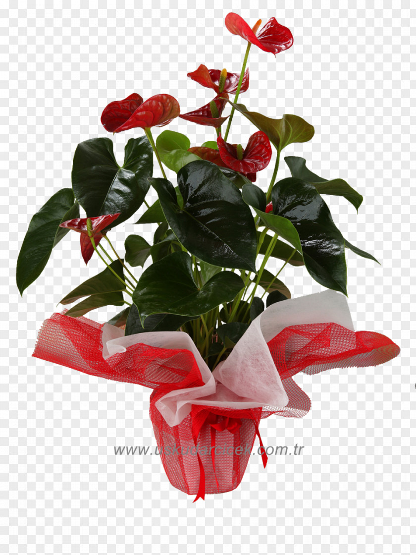 Flower Garden Roses Flowerpot Red Floristry PNG