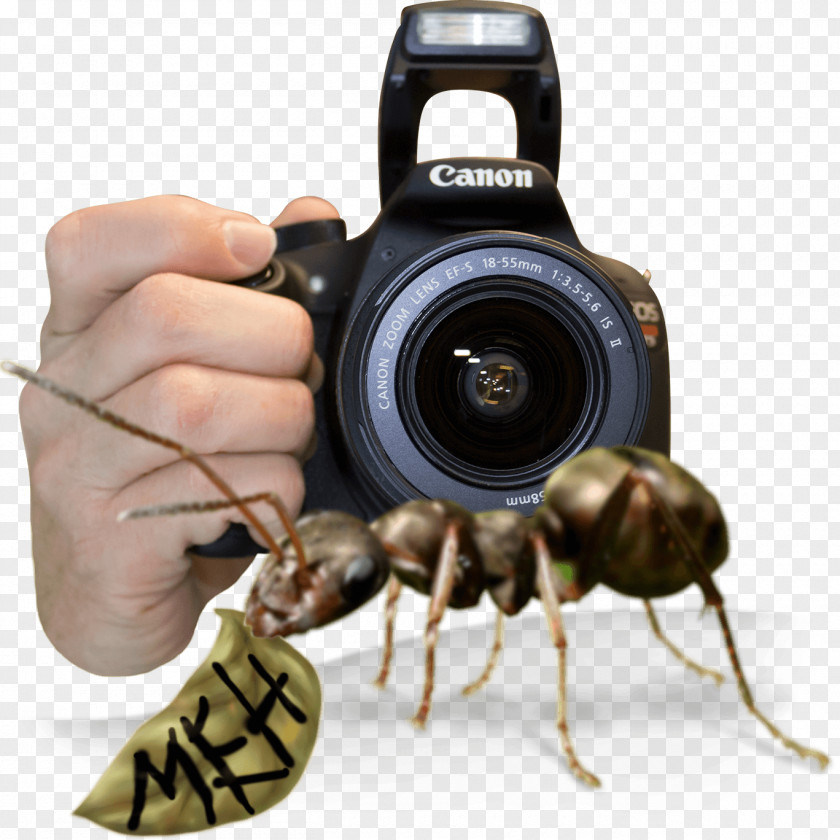 Insect Pest PNG