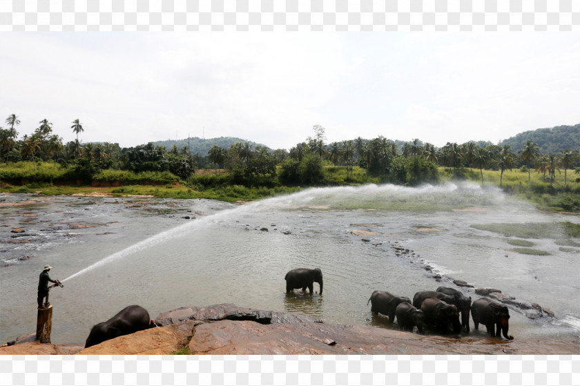 Sri Lanka Water Resources Elephantidae Well Loch PNG