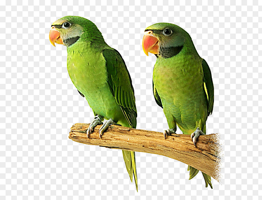 Bird Budgerigar Lovebird Cygnini Gulls PNG