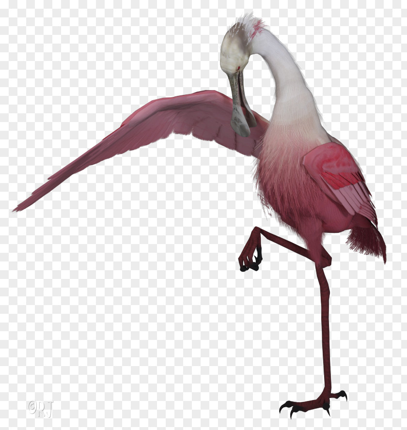Cranelike Bird Wildlife Pink Flamingo PNG