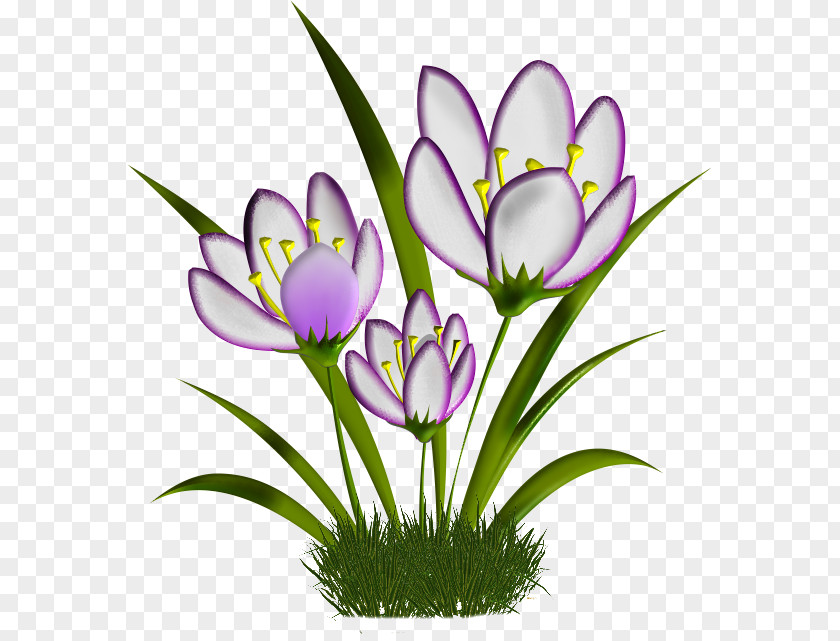 Crocus Cut Flowers Plant Stem Herbaceous Clip Art PNG