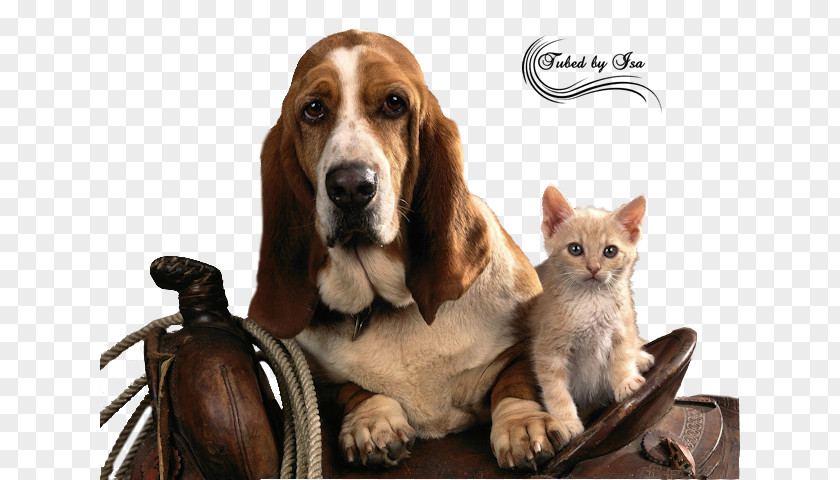Dogs And Cats Basset Hound Puppy High-definition Television Wallpaper PNG