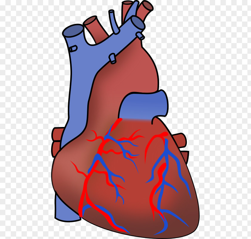 Heart Anatomy Organ PNG , Open clipart PNG