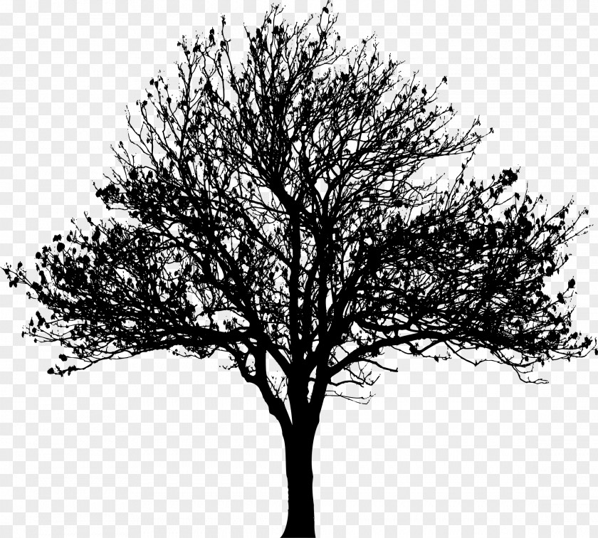 Love Tree Silhouette Drawing Clip Art PNG