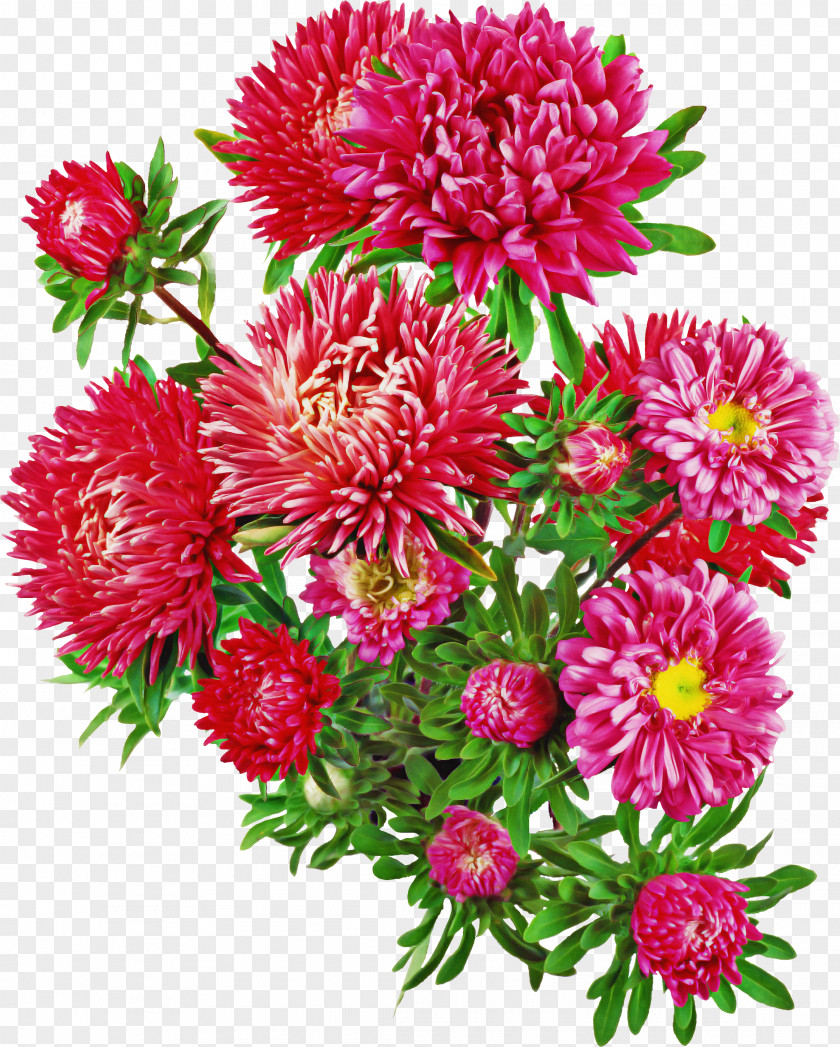 Aster Plants Contemplation Drawing Ageratum PNG