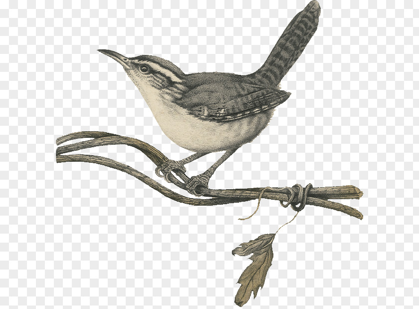 Bird Wren Hindiba Doğa Evi Painting Drawing PNG