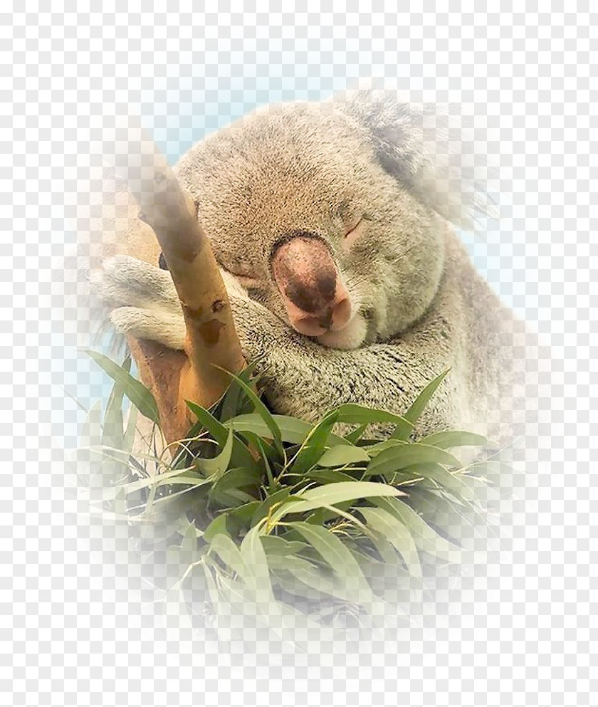 Floral Vector Material Design Baby Koala Animal Marsupial Wildlife PNG