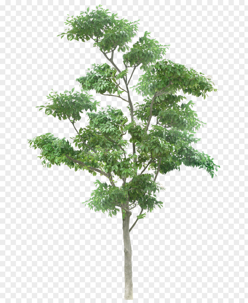 Green Pine Tree Out-Tree Branch Plants Trunk PNG