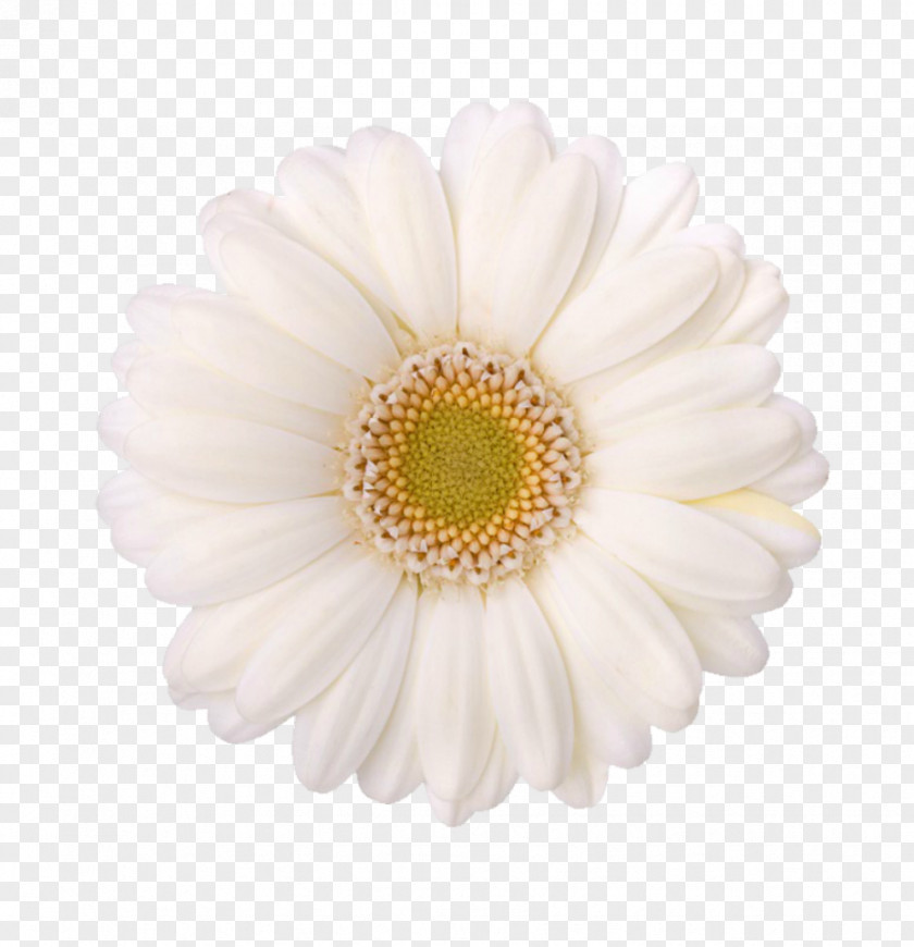 Margarita Chrysanthemum Child Care Oxeye Daisy Transvaal Pre-kindergarten PNG