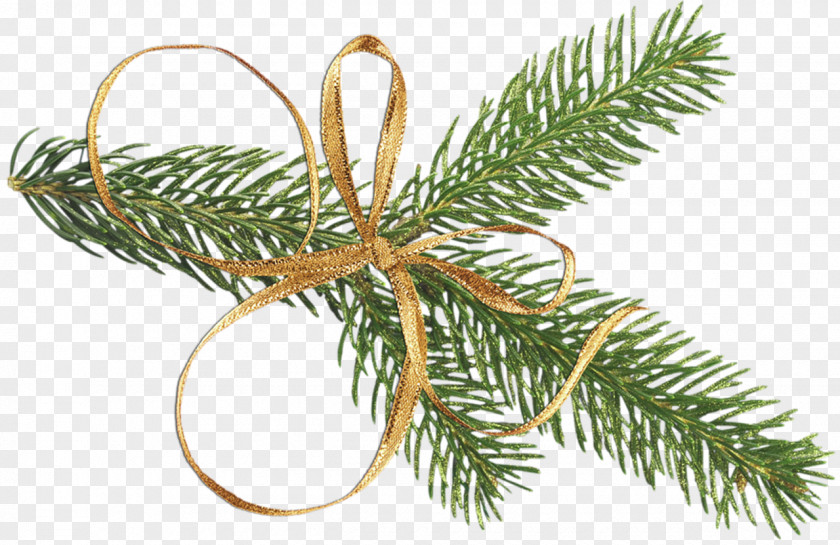 TWIG Tree Christmas Branch Pine PNG