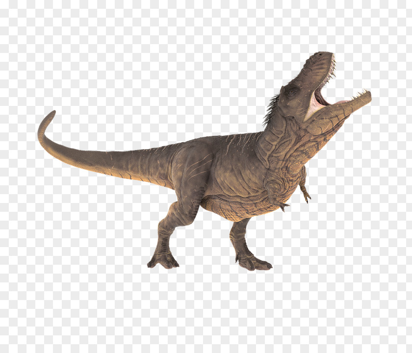 Dinosaur Tyrannosaurus Reptile Triceratops Stegosaurus PNG