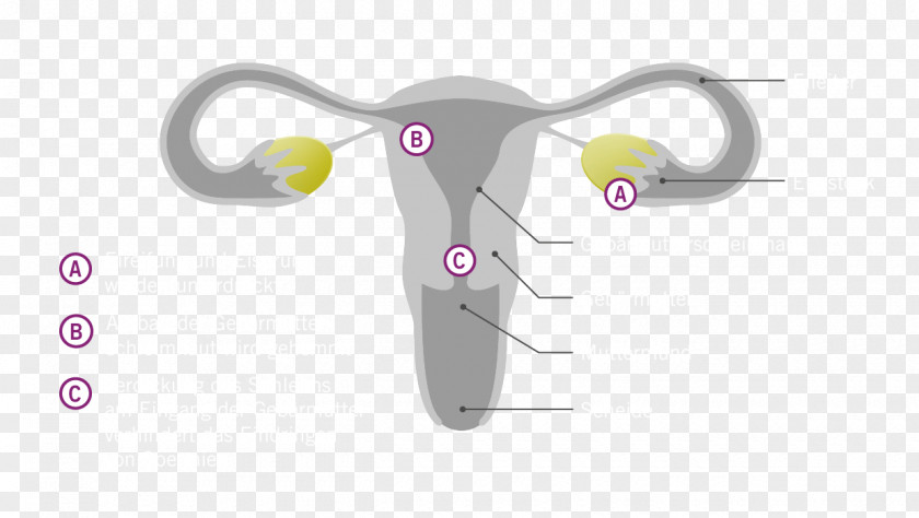 Ethinylestradiollevonorgestrel Hormone Etonogestrel Birth Control Implant Antibabypille Uterus PNG