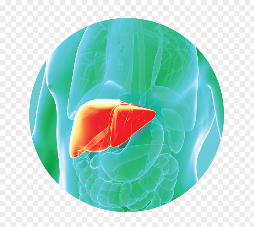 Gan Detoxification Liver Disease Organism PNG