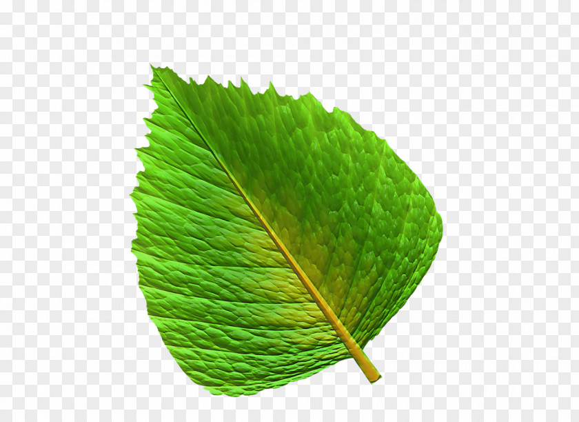 Leaf Chart Information Green PNG