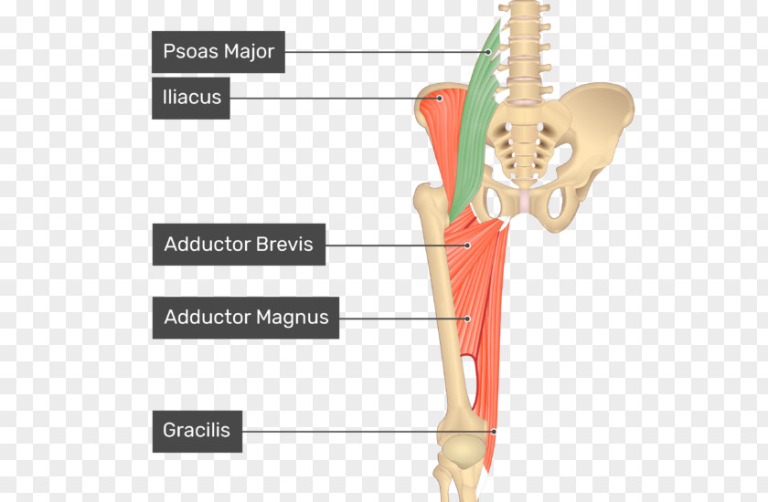 Muscle Anatomy Adductor Longus Magnus Muscles Of The Hip Brevis PNG