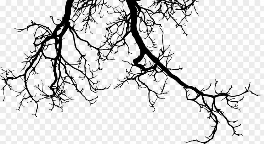 Tree Branch Twig PNG