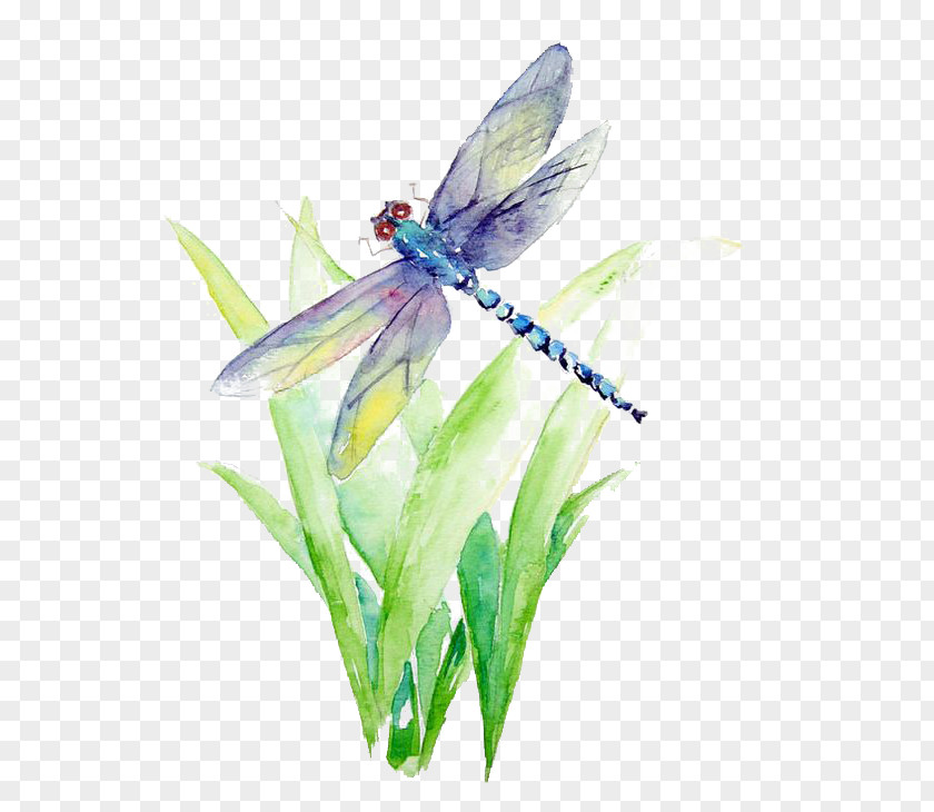 Watercolor Dragonfly Painting Art Drawing La Biancheria PNG