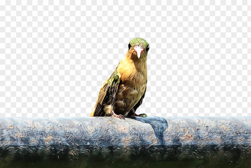 Bird Nature Beak Parrot Adaptation PNG