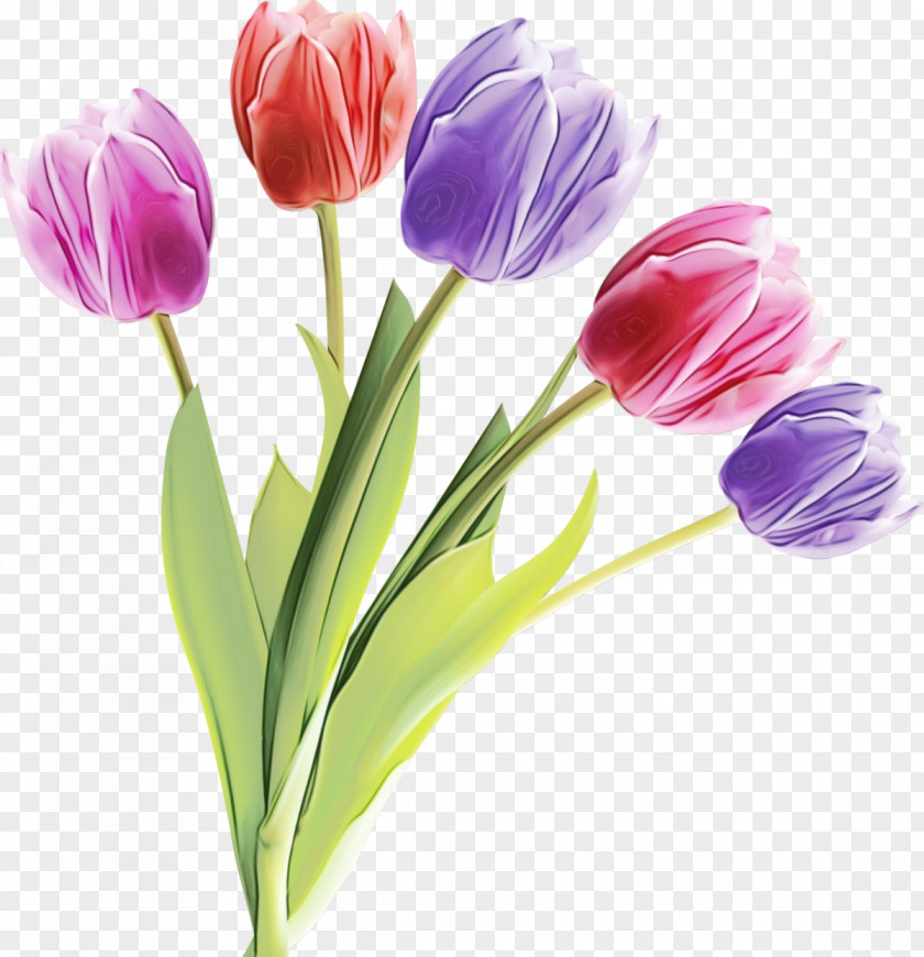 Flower Tulip Plant Petal Cut Flowers PNG