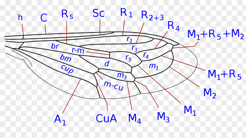 Insect Bee Flies Muscomorpha Fly PNG