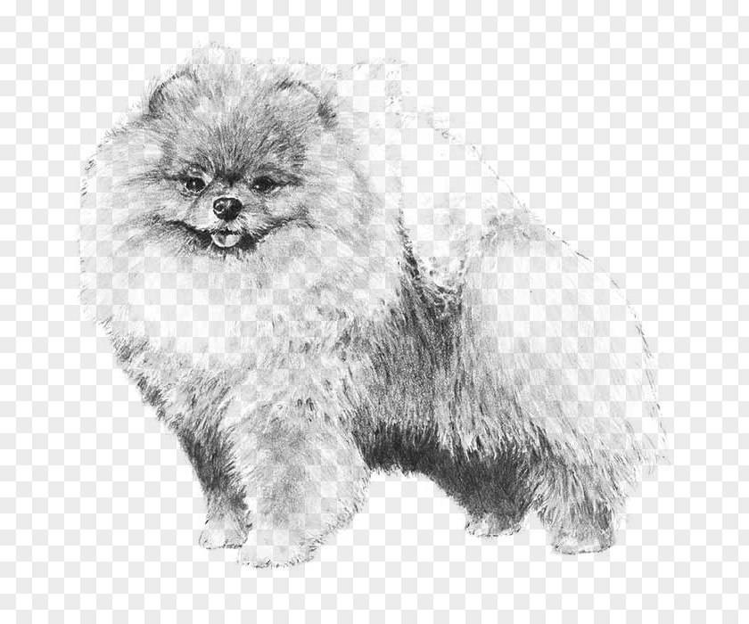 Puppy Pomeranian Dachshund Shih Tzu Golden Retriever PNG