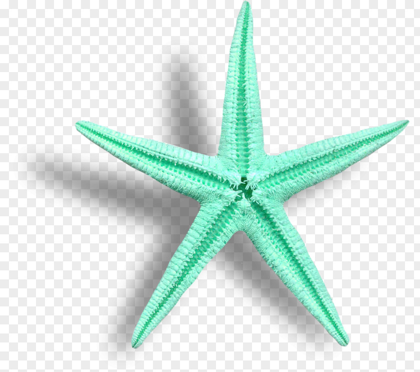 Starfish Crown-of-thorns Clip Art Sea Image PNG