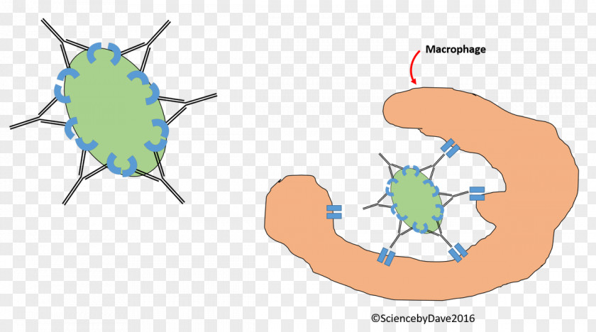 Sterilized Virus Antibody Science Scientist Clip Art PNG