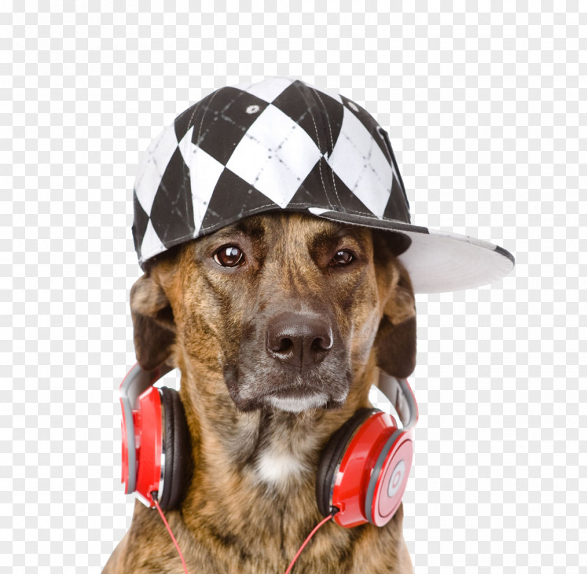 Take The Dog For Headphones Puppy Xc9couteur Wallpaper PNG