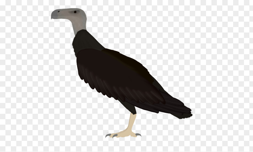 Argentavis Magnificens Vulture Seabird Beak Water Bird PNG