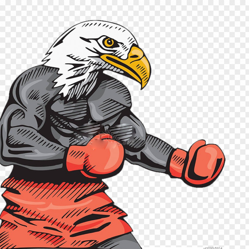 Cartoon Robust Eagle Bald Boxing Hawk Illustration PNG