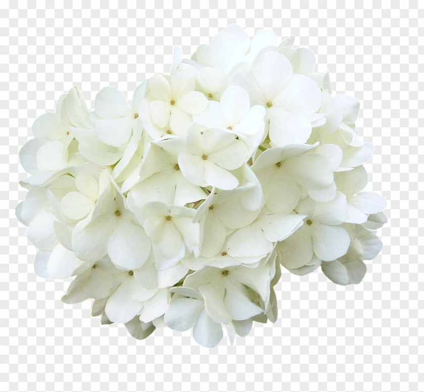 Curd Cut Flowers Download PNG