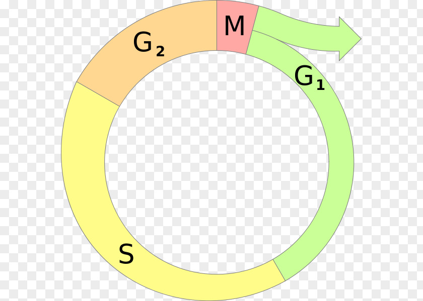 Cycle Cell Mitosis Interphase G1 Phase PNG