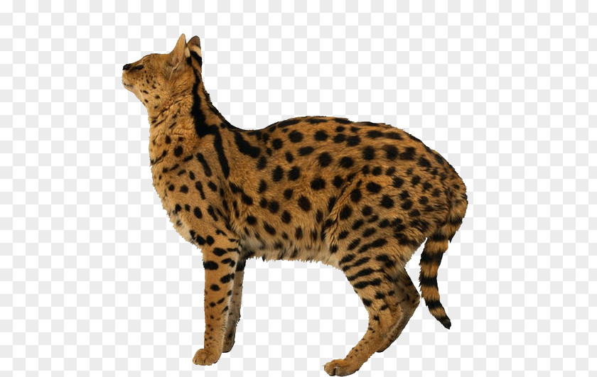 Leopard Tiger Cheetah Felidae Lion PNG