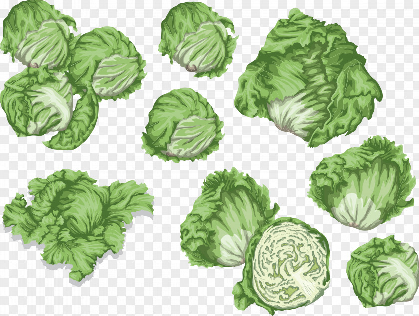 Menschlich Gesehen Ziemlich Abstossend Cabbage Spring Greens Collard Lettuce Clip Art PNG