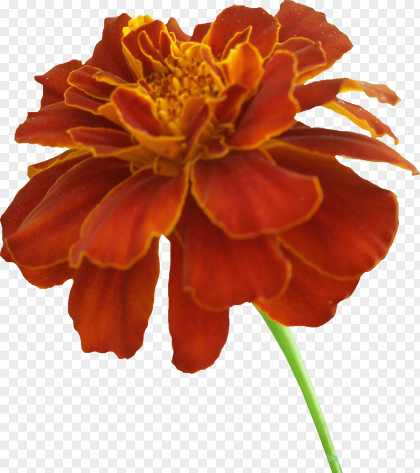 Orange Flowers Mexican Marigold Clip Art PNG