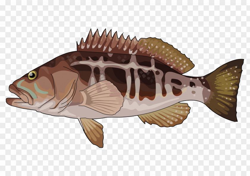 Technology Tilapia Educational Information And Communications PNG