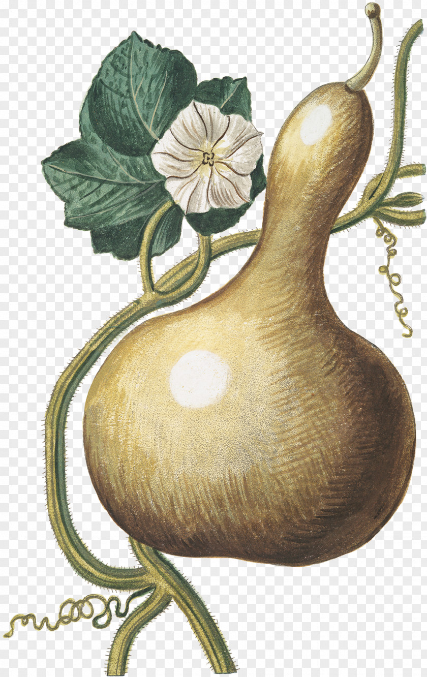 Bottle Gourd Calabash Cucurbita PNG