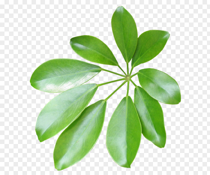 Leaf Plant Stem PNG