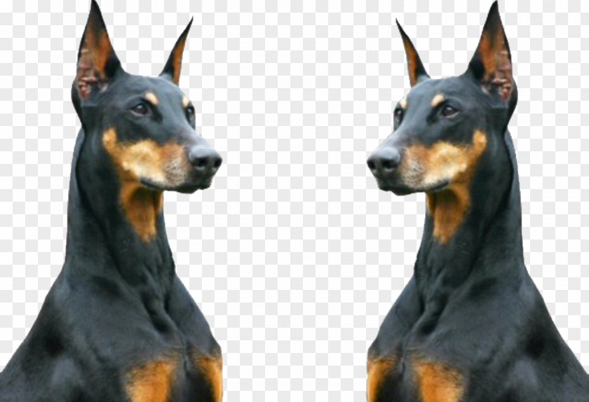 Police Dog Dobermann Rottweiler Animal Ghetto PNG