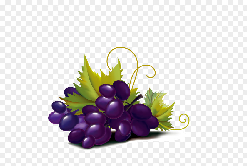 Purple Grape Violet Color Illustration PNG
