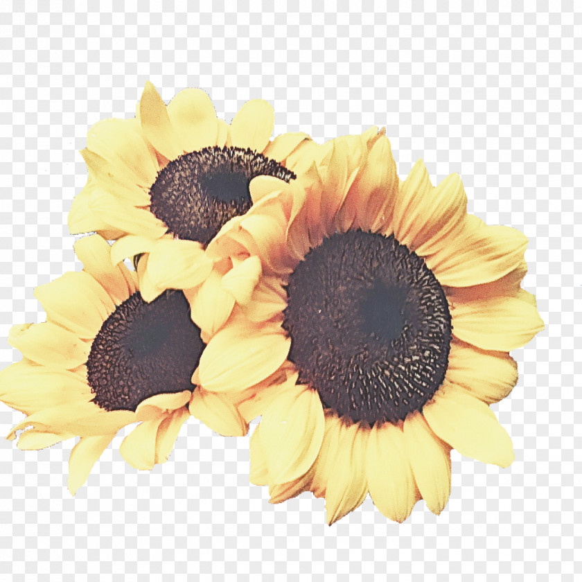 Sunflower Seed Cut Flowers PNG