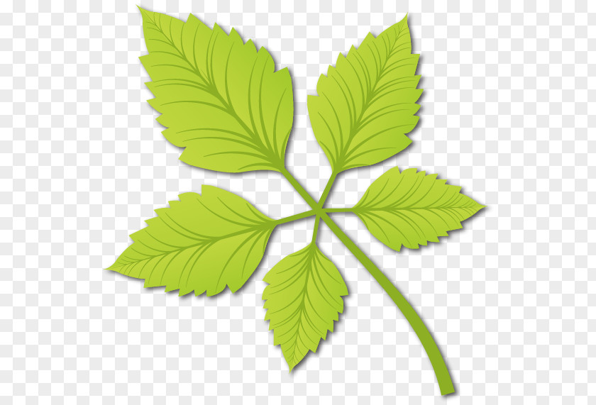 Tender Green Leaves Vector Material Free Dig Leaf Euclidean PNG