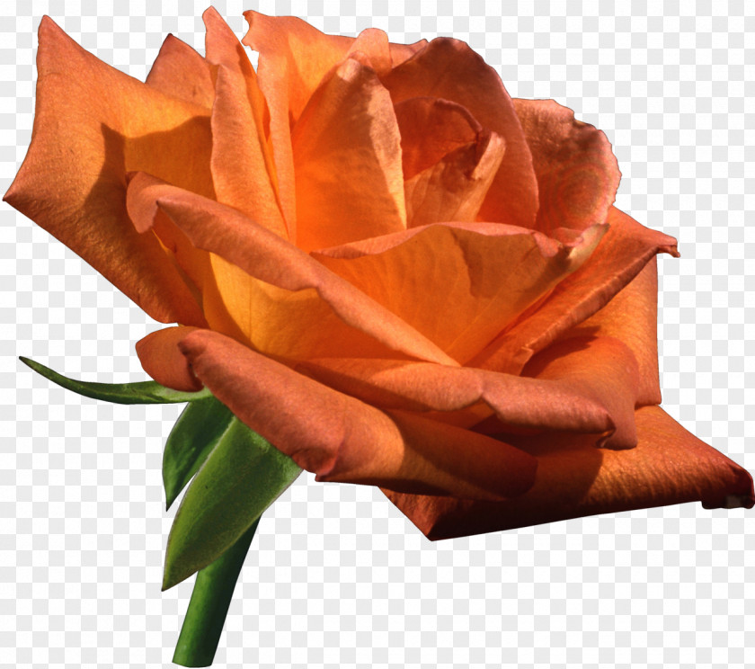 Bud Garden Roses Flower Orange Clip Art PNG
