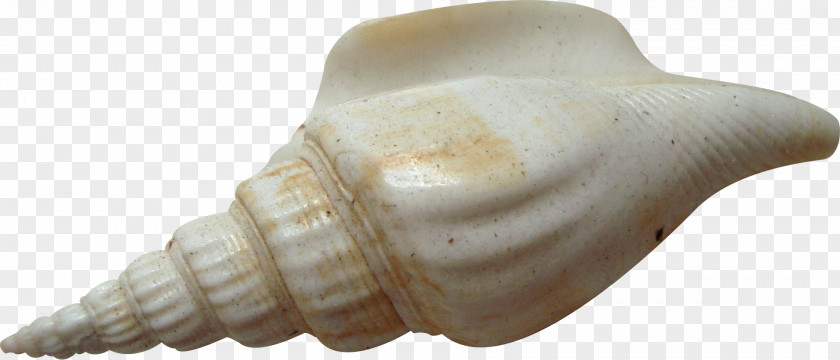 Conch Download Seashell Copyright Rope PNG