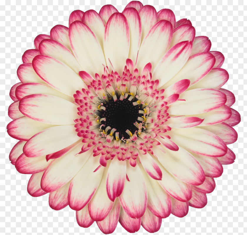 Mini Transvaal Daisy Aalsmeer Flower Auction MINI Cooper Cut Flowers Floristry PNG